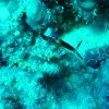 marsa2009_166